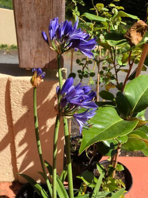 La Boetienne Appartement Jardin A Sarlat Exterior foto